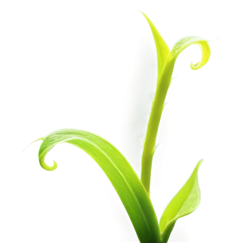 grass lily,grape-grass lily,eelgrass,palm lily,wakefern,pineapple lily,leaf fern,aloe vera leaf,sweet grass plant,uniflora,aspidistra,cyperus,grass fronds,lily of the valley,aquatic plant,halophyte,sporophyte,florescent,asparagaceae,piperia,Illustration,Japanese style,Japanese Style 14