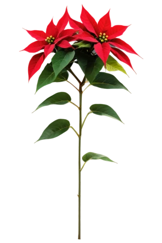 poinsettia flower,christmas flower,poinsettia,flower of christmas,poinsettias,christmas rose,flowers png,xmas plant,red gift,flower of december,red flower,flower christmas,anthurium,red green,flower background,red carnation,rose leaf,rose png,red and green,carnation of india,Art,Artistic Painting,Artistic Painting 29
