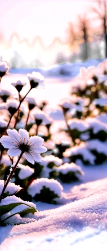 snowberry,frostiness,snow tree,winter aster,winterberry,snow landscape,frozen morning dew,hiver,winter rose,winter dream,unfrozen,winter magic,snow cherry,winter background,fragrant snow sea,cold cherry blossoms,hoarfrost,neige,snowdrift,winter light,Illustration,American Style,American Style 13