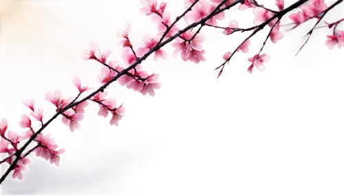 japanese sakura background,japanese floral background,plum blossoms,sakura background,sakura cherry tree,hanami,sakura tree,sakura blossoms,japanese cherry blossom,plum blossom,japanese cherry blossoms,japanese cherry,cherry blossoms,takato cherry blossoms,sakura flower,sakura blossom,cold cherry blossoms,cherry blossom branch,cherry blossom,spring background,Illustration,Vector,Vector 09