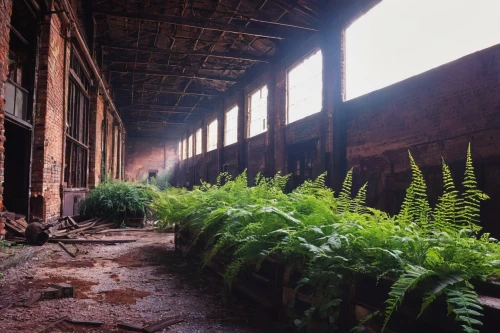 brickworks,industrial ruin,abandoned factory,brickyards,overgrowth,abandoned places,lostplace,lost place,brownfield,lost places,old factory,industrial hall,sugar plant,freight depot,middleport,disused,polypodium,ferns,brownfields,abandoned train station,Illustration,Retro,Retro 26
