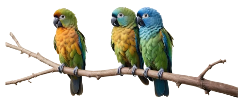 macaws on black background,macaws blue gold,conures,couple macaw,golden parakeets,macaws,macaws of south america,parrot couple,parakeets,yellow-green parrots,blue macaws,passerine parrots,colorful birds,blue and yellow macaw,parakeets rare,parrots,budgies,sun conures,blue and gold macaw,rare parrots,Illustration,Realistic Fantasy,Realistic Fantasy 33