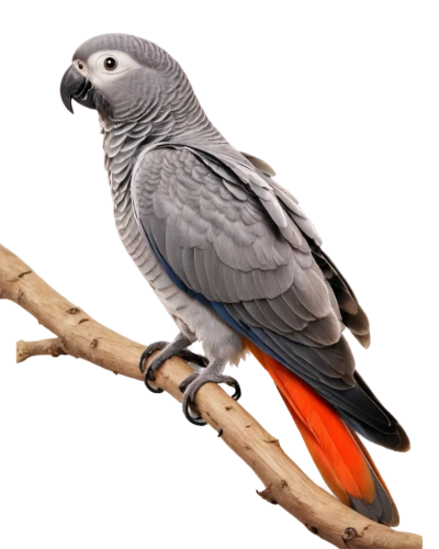 african gray parrot,moluccan cockatoo,australian zebra finch,red-tailed cockatoo,cacatua,fantail pigeon,zebra finch,cockatoo,quaker parrot,rose-breasted cockatoo,kakariki parakeet,bird png,perico,falco peregrinus,sulphur-crested cockatoo,pajarito,pipridae,parrotfinch,cute parakeet,the slender-billed parakeet,Photography,Artistic Photography,Artistic Photography 11