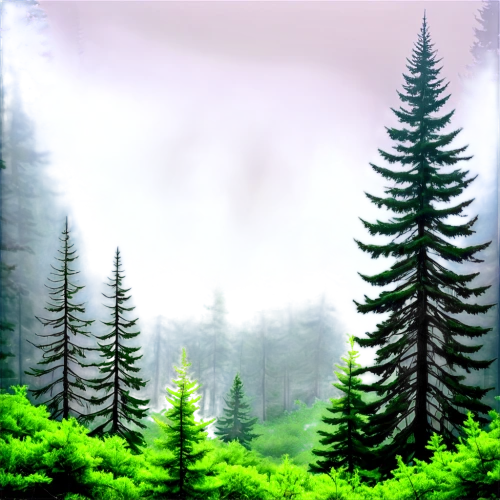 coniferous forest,fir forest,spruce forest,foggy forest,forest background,forests,forest landscape,green forest,forested,nature background,forestland,mixed forest,coniferous,pine trees,forest,the forests,elven forest,spruce trees,larch forests,cartoon video game background,Illustration,Japanese style,Japanese Style 05