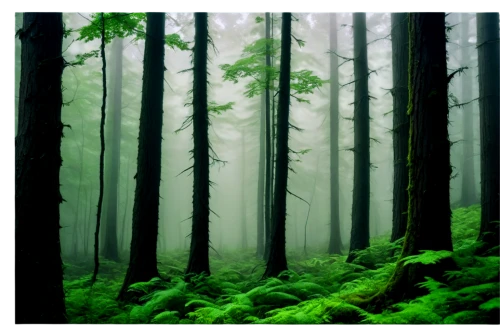 foggy forest,coniferous forest,green forest,fir forest,germany forest,forest background,elven forest,forests,forested,forest floor,forest,forestland,forest landscape,spruce forest,the forest,mixed forest,the forests,bavarian forest,forest of dreams,forest dark,Conceptual Art,Graffiti Art,Graffiti Art 11