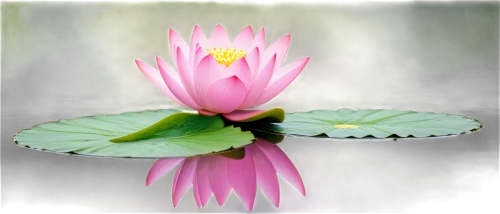 lotus on pond,lotus flowers,pink water lily,blooming lotus,lotus flower,lotus ffflower,water lily flower,lotus blossom,lotus leaves,pink water lilies,lotus leaf,waterlily,water lily,water lotus,lotus plants,pond flower,flower of water-lily,lotus png,lotus pond,lotuses,Illustration,Black and White,Black and White 19
