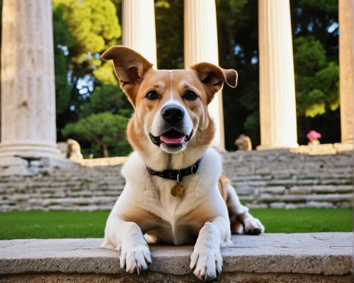 jack russel terrier,jack russell terrier,basenji,jack russell,dog photography,campidoglio,mixed breed dog,rat terrier,tiberius,pula,dolmabahce,maximus,borromini,chihuahua mix,zappeion,villa borghese,teodor,kykuit,chihuahua,mirogoj,Art,Artistic Painting,Artistic Painting 23