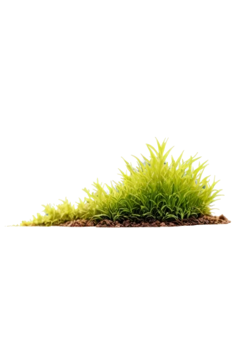moss landscape,tree moss,forest moss,moss saxifrage,moss,blade of grass,sporophyte,sphagnum,lamp cleaning grass,azolla,mossflower,bryophyte,sporophytes,block of grass,grasslike,bryophytes,stylidium,mossy,grass roof,photosynthetic,Conceptual Art,Sci-Fi,Sci-Fi 08