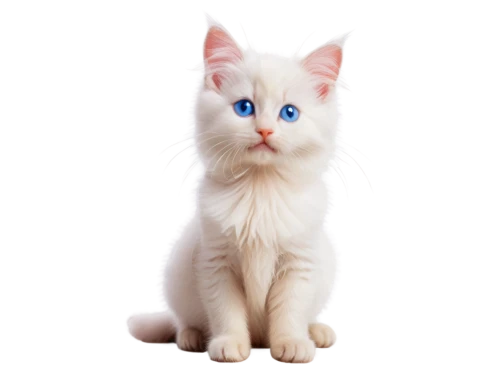 cat on a blue background,blue eyes cat,cat with blue eyes,white cat,breed cat,siamese cat,bluestar,snowbell,cat vector,suara,colotti,kittenish,cute cat,cat look,cat image,european shorthair,siamese,garrison,ragdoll,pink cat,Illustration,Black and White,Black and White 23