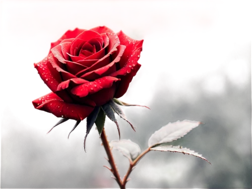 red rose in rain,romantic rose,red rose,old rose,arrow rose,landscape rose,dried rose,rose flower,rose,bright rose,rose bloom,rose wrinkled,rosevelt,rose bud,historic rose,petal of a rose,noble rose,flower rose,frame rose,raindrop rose,Conceptual Art,Fantasy,Fantasy 33