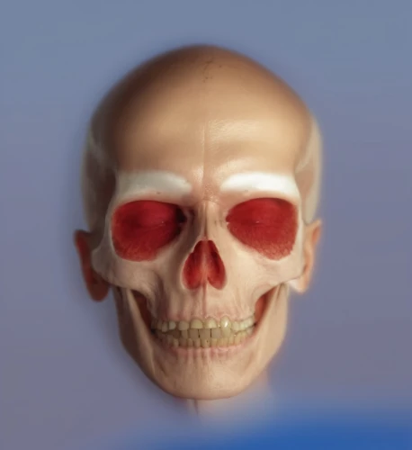 fetus skull,skelemani,zygomatic,skull sculpture,skull statue,skeleltt,skull mask,skeletal,skeleton,temporomandibular,scull,skull,edentulous,skelly,osteological,occipital,3d model,human skeleton,skull allover,craniofacial,Photography,General,Realistic