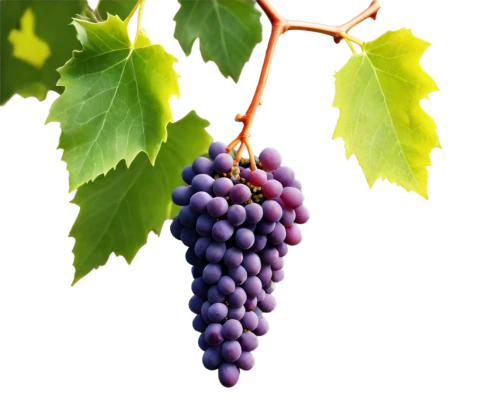 wine grape,wine grapes,purple grapes,winegrape,grapes,blue grapes,grape vine,vineyard grapes,viniculture,red grapes,wood and grapes,sangiovese,fresh grapes,grapevines,table grapes,bright grape,vino,grenache,tempranillo,resveratrol,Illustration,Abstract Fantasy,Abstract Fantasy 14