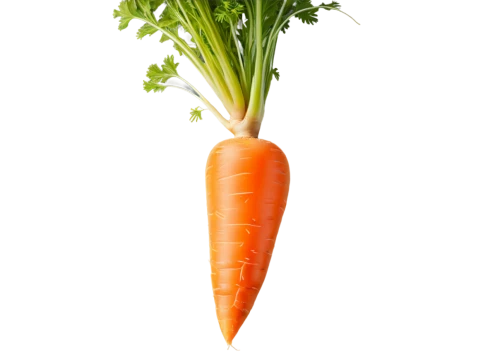 carrot,carrot pattern,carrots,carrott,carrola,carrols,big carrot,carota,carrothers,carrot print,carotene,carotenoids,carotenoid,vegetable,juglandaceae,vegetable outlines,carrot juice,verduras,carrot salad,veg,Conceptual Art,Daily,Daily 13