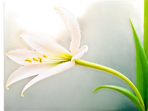 zephyranthes,hymenocallis,white lily,easter lilies,grass lily,tulip background,madonna lily,tuberose,brodiaea,garden star of bethlehem,iridaceae,day lily,flower background,jonquils,grape-grass lily,day lily flower,angraecum,erythronium,uniflora,ornithogalum,Illustration,Paper based,Paper Based 15