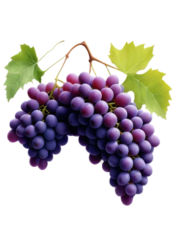 purple grapes,grapes,wine grapes,winegrape,wine grape,table grapes,blue grapes,fresh grapes,red grapes,viniculture,grapevines,vineyard grapes,bright grape,grape vine,bunch of grapes,cluster grape,merlots,grape hyancinths,vino,grapeseed,Art,Classical Oil Painting,Classical Oil Painting 13