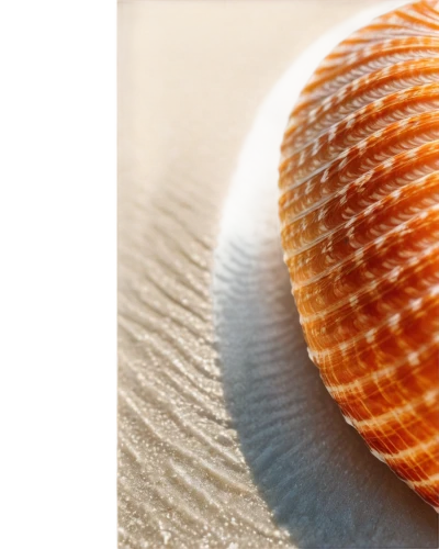 calliostoma,snail shell,sea shell,shells,seashell,micromollusc,sea snail,clamshells,shellfish,micromolluscs,bivalve,musselshell,shell,clam shell,beach shell,micromollusks,mollusc,scallop,molluscan,in shells,Illustration,Vector,Vector 10