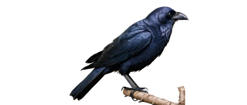 hyacinth macaw,3d crow,blue macaw,blue parrot,ravenclaw,carrion crow,corvidae,blue and gold macaw,drongo,crows bird,american crow,blue buzzard,raven bird,night bird,common raven,nocturnal bird,jackdaw,bird png,bluejay,black raven,Art,Artistic Painting,Artistic Painting 37