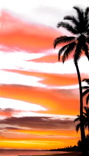 sunset beach,coast sunset,waikoloa,palm tree silhouette,palm tree,tropical house,hawai,palms,dusk background,pink dawn,hawaii,tropics,tropical sea,barotropic,south seas,subset,red sky,sunset,palm tree vector,palm field,Illustration,Black and White,Black and White 20