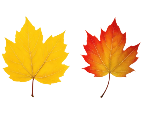 leaf background,yellow maple leaf,autumn background,maple leaves,leaf icons,colored leaves,red maple leaf,maple leave,maple leaf red,autumn leaf paper,colorful leaves,autumn icon,maple foliage,spring leaf background,autumn leaf,fall icons,fall leaf,autumn leaves,golden leaf,autumnal leaves,Illustration,American Style,American Style 07