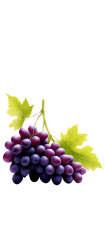 purple grapes,grapes,wine grapes,grapes grass lily,bright grape,vineyard grapes,red grapes,winegrape,table grapes,fresh grapes,wine grape,viognier grapes,blue grapes,bunch of grapes,grape leaf,grapevines,white grapes,grape bright grape,grape,beautyberry,Illustration,Black and White,Black and White 16