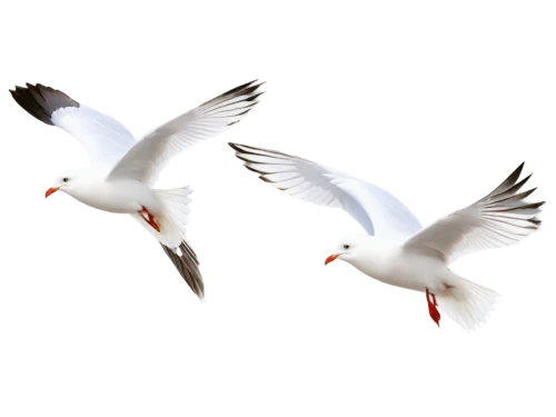 white pigeons,black headed gulls,silver gulls,terns,doves of peace,tropicbirds,white dove,birds in flight,cygnes,birds flying,whitewings,royal tern,tern flying,dove of peace,large white-headed gull,flying common tern,gulls,arctic tern,flying birds,caspian tern,Conceptual Art,Daily,Daily 30