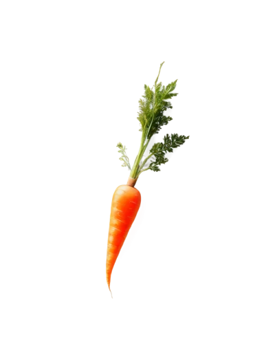 carrot,carrots,carrot pattern,carota,crudites,big carrot,carrola,carrott,verduras,carrot salad,carotene,carotenoid,asparagaceae,colorful vegetables,daikon,vegetable,celery stalk,vegetables landscape,carotenoids,carrols,Photography,Documentary Photography,Documentary Photography 04