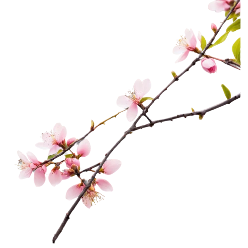 cherry blossom branch,flowers png,sakura branch,cherry branches,apple blossom branch,spring leaf background,ornamental cherry,flower background,sakura flower,japanese sakura background,plum blossom,spring background,japanese floral background,plum blossoms,fruit blossoms,cherry branch,japanese carnation cherry,the plum flower,cherry flower,blossoming apple tree,Conceptual Art,Daily,Daily 14