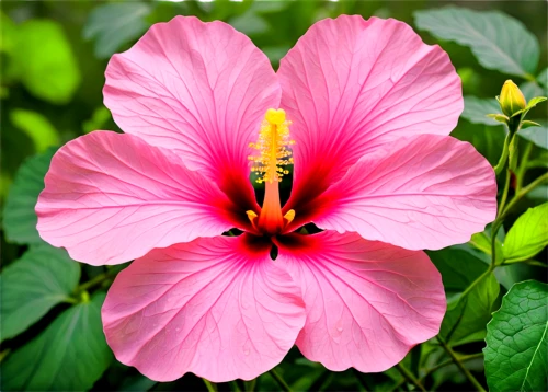 pink hibiscus,hibiscus flower,hibiscus flowers,double hibiscus flower,pink flower,hibiscus,pink morning glory flower,swamp hibiscus,hibiscus rosasinensis,hibiscus and leaves,hibiscus rosa-sinensis,malope,flower pink,hibiscus rosa sinensis,shrub mallow,red hibiscus,cuba flower,trumpet flower,flower exotic,pink plumeria,Illustration,Black and White,Black and White 25
