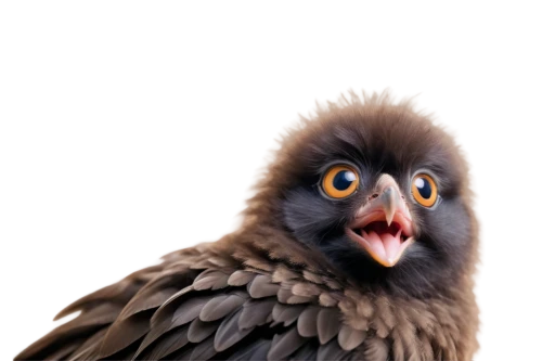 bearded vulture,hooded vulture,wool head vulture,southern white faced owl,corbeau,eared owl,old world vulture,moluccan cockatoo,great grey owl hybrid,sparrow owl,boobook owl,white faced scopps owl,eurasian eagle-owl,long-eared owl,pombo,owl,great grey owl-malaienkauz mongrel,great gray owl,eurasian eagle owl,great grey owl,Photography,Documentary Photography,Documentary Photography 14
