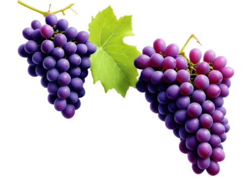 purple grapes,wine grapes,grapes,red grapes,blue grapes,fresh grapes,vineyard grapes,wine grape,winegrape,table grapes,grapevines,bunch of grapes,white grapes,bright grape,grape hyancinths,viognier grapes,viniculture,grape vine,sangiovese,wood and grapes,Illustration,Japanese style,Japanese Style 21