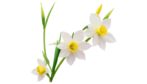 flowers png,flower background,easter lilies,tulip background,spring background,flower wallpaper,spring leaf background,floral digital background,jonquils,white floral background,minimalist flowers,floral background,tulipa,daffodils,springtime background,lilies of the valley,spring flower,zephyranthes,white lily,white tulips,Photography,Fashion Photography,Fashion Photography 25