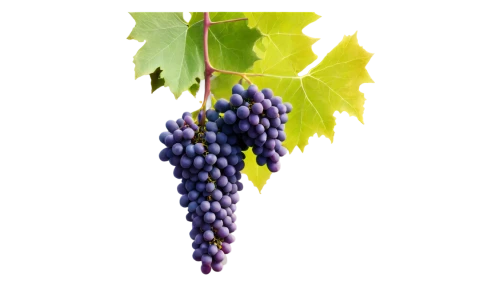 blue grapes,purple grapes,wine grapes,wine grape,grapes,winegrape,grape vine,vineyard grapes,viognier grapes,grape hyacinth,wood and grapes,fresh grapes,grapevines,red grapes,white grapes,common grape hyacinth,table grapes,bright grape,sangiovese,viniculture,Conceptual Art,Oil color,Oil Color 16