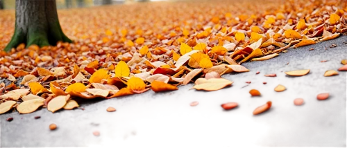 autumn background,falling on leaves,fallen leaves,autumn frame,autumn leaves,autumn leaf paper,autuori,autumnal leaves,fall leaves,beech hedge,beech leaves,autumn walk,autumn round,autumn leaf,round autumn frame,fallen leaf,piano petals,just autumn,autumn in the park,autumn scenery,Photography,Artistic Photography,Artistic Photography 09
