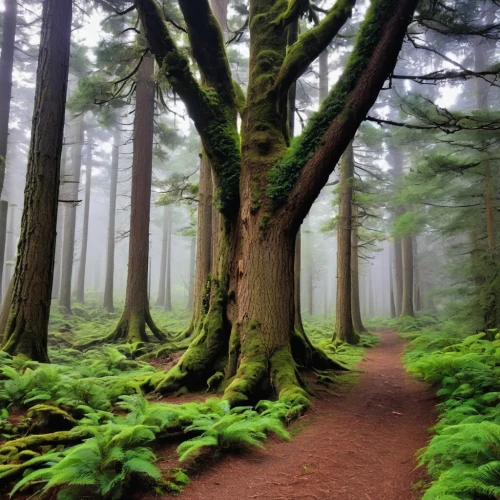 foggy forest,fir forest,spruce forest,olympic peninsula,enchanted forest,coniferous forest,northwest forest,elven forest,fairytale forest,forestland,germany forest,vancouver island,crooked forest,forest path,mirkwood,forest of dreams,holy forest,forest glade,beech forest,forest floor,Photography,General,Realistic