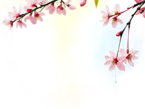 japanese sakura background,japanese floral background,plum blossoms,spring background,sakura cherry tree,sakura background,japanese cherry,springtime background,plum blossom,takato cherry blossoms,japanese cherry blossoms,japanese cherry blossom,cherry blossoms,cherry blossom branch,spring blossom,cherry blossom,japanese carnation cherry,hanami,cherry tree,sakura tree,Conceptual Art,Graffiti Art,Graffiti Art 08
