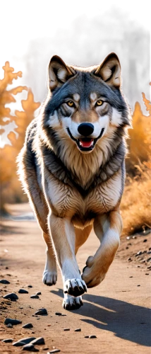 running dog,atunyote,dog running,pyote,run,malamute,running fast,wolffian,wolpaw,wolfed,huskic,wolf bob,malamutes,inu,shiba,kuruma,yukai,husky,wolfgramm,wolfsangel,Conceptual Art,Daily,Daily 35