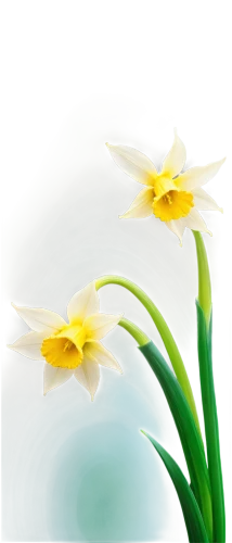 easter lilies,zephyranthes,garden star of bethlehem,lilies of the valley,flowers png,star of bethlehem,lillies,madonna lily,jonquils,erythronium,grass lily,lilies,hymenocallis,tulipa sylvestris,flower background,iridaceae,white lily,lily flower,daffodils,twin flowers,Conceptual Art,Sci-Fi,Sci-Fi 24