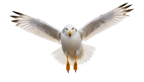 bird png,white eagle,black-shouldered kite,dove of peace,uniphoenix,holy spirit,cockatiel,aguiluz,eagle vector,lanner falcon,aegaleo,black-winged kite,owl background,cockatoo,aztec gull,gwe,gyrfalcon,schadler,fairy tern,cygnes,Photography,Fashion Photography,Fashion Photography 18