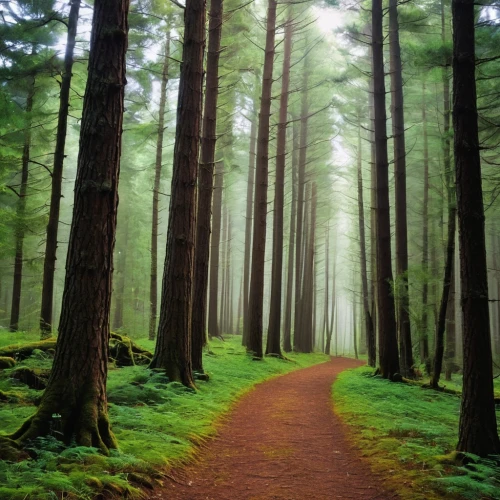 forest path,fir forest,spruce forest,coniferous forest,germany forest,forest road,northwest forest,tree lined path,foggy forest,green forest,forest walk,pine forest,holy forest,vancouver island,forested,hiking path,forest of dreams,elven forest,the forest,forestland,Photography,General,Realistic