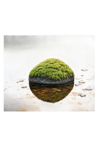 bladderwort,duckweed,moss landscape,aaaa,marimo,pondweed,azolla,earth in focus,bryophyte,water lily leaf,aquatic plant,tree moss,xerfi,floating island,salvinia,water lily bud,xylem,microworlds,nature background,chloroplasts,Conceptual Art,Oil color,Oil Color 12