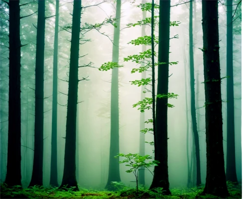 foggy forest,germany forest,coniferous forest,fir forest,forestland,forest background,green forest,forest,mixed forest,the forest,bavarian forest,forest of dreams,spruce forest,forests,forested,forest landscape,elven forest,holy forest,the forests,forest dark,Photography,Documentary Photography,Documentary Photography 27