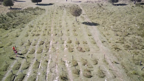 olive field,field cultivation,lavender cultivation,cultivators,cereal cultivation,dji agriculture,war graves,olive grove,drone image,agroforestry,drone view,drone shot,potato field,archaeological site,drone photo,reforestation,piiroja,australian cemetery,entrenchments,allocasuarina