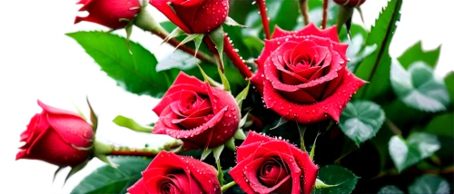 red roses,rosses,rosas,noble roses,rose roses,rosse,red rose,roses,romantic rose,red flowers,esperance roses,arrow rose,for you,sugar roses,bicolored rose,rosal,bright rose,spray roses,red rose in rain,rose plant,Conceptual Art,Sci-Fi,Sci-Fi 13