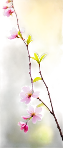 plum blossoms,cherry blossom branch,plum blossom,japanese cherry blossom,the plum flower,japanese cherry blossoms,japanese floral background,apricot blossom,japanese cherry,spring blossom,plum tree,peach blossom,sakura cherry tree,sakura branch,spring background,sakura flower,cherry blossoms,flowering cherry,japanese sakura background,pink cherry blossom,Conceptual Art,Daily,Daily 01