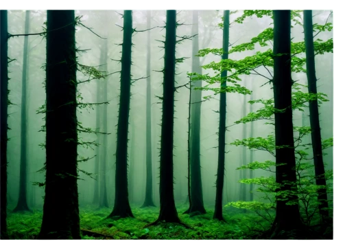 foggy forest,germany forest,coniferous forest,forests,fir forest,green forest,the forests,the forest,forest background,forest,beech forest,mixed forest,haunted forest,spruce forest,forest of dreams,forestland,bavarian forest,forest floor,forest landscape,holy forest,Art,Classical Oil Painting,Classical Oil Painting 28