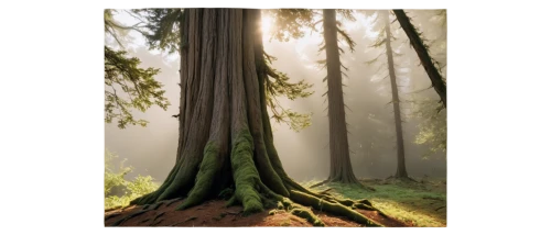 redwood tree,sempervirens,forest tree,metasequoia,forest background,sequoiadendron,cypresses,redwood,sequoias,paleobotany,nature background,sequoia,mirkwood,spruce forest,isolated tree,arboreal,endor,fir forest,cartoon video game background,big trees,Photography,Black and white photography,Black and White Photography 12