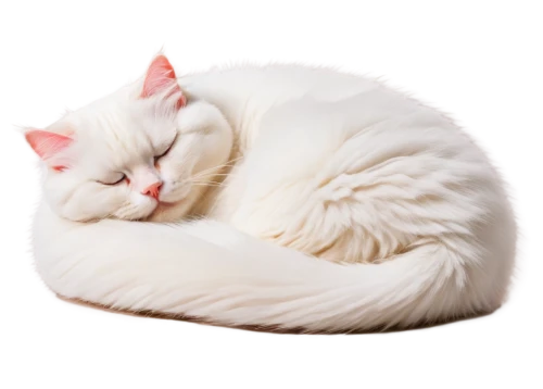 white cat,sleeping cat,beautiful cat asleep,cat vector,curled up,suara,fluffernutter,cat resting,snowbell,sleeping apple,cat image,cute cat,catnap,cuecat,pink cat,catroux,pillow,moullet,marshmallow,cat sleeping on back,Art,Artistic Painting,Artistic Painting 37
