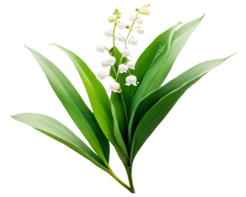 lily of the valley,muguet,lily of the field,lilly of the valley,flowers png,spring leaf background,lilies of the valley,doves lily of the valley,lily of the desert,flower background,alpinia,aspidistra,flower wallpaper,white orchid,grass blossom,spring onion,madonna lily,jonquils,easter lilies,green background,Photography,Documentary Photography,Documentary Photography 27