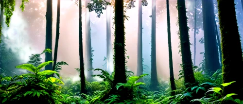 tropical forest,rainforests,rainforest,bamboo forest,rain forest,green forest,foggy forest,endor,forest background,forests,elven forest,forest landscape,forestland,forest of dreams,forest,nature background,jungles,the forest,holy forest,the forests,Art,Artistic Painting,Artistic Painting 39