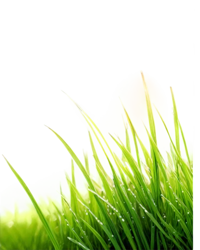 artificial grass,green wallpaper,grass,green grass,block of grass,grass grasses,grasslike,gras,wheatgrass,grassy,blade of grass,cordgrass,green lawn,blades of grass,halm of grass,grass fronds,spring leaf background,grassby,green background,quail grass,Art,Classical Oil Painting,Classical Oil Painting 23